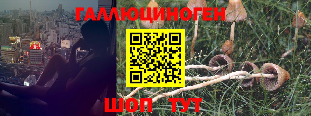 Галлюциногенные грибы Psilocybe Дагестанские Огни